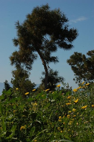 Dsc_0265.jpg