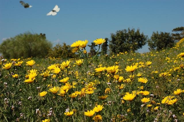 Dsc_0266.jpg