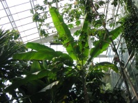 Palm house10