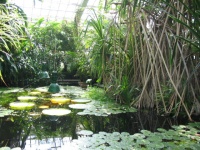 Palm house11