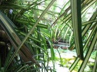 Palm house12