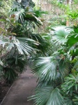 Palm house22