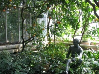 Palm house23