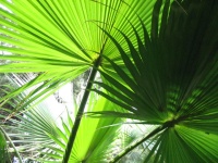 Palm house24