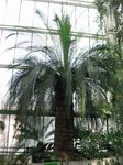 Palm house40