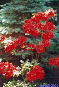 Plants in Kornik