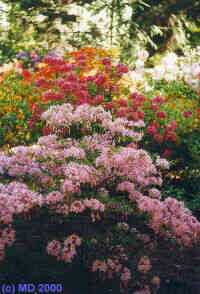 Plants in Kornik