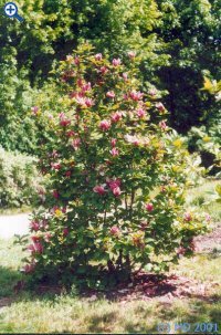 Plants in Kornik