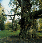 Old oak tree in Rogalin Park